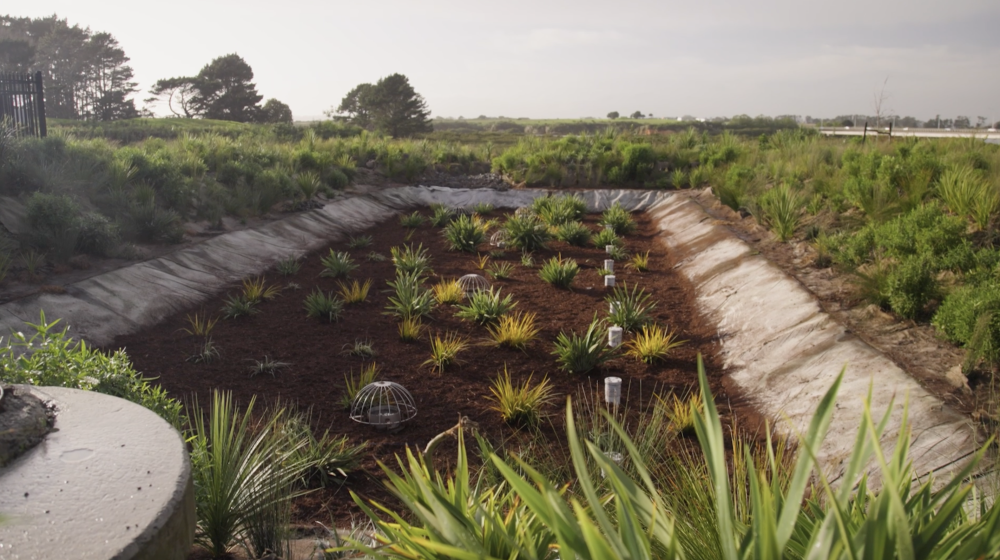 Filterra® Bioscape® in Auckland