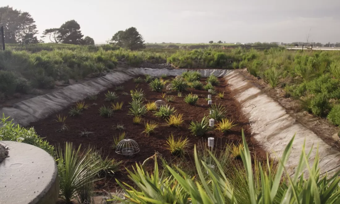 Filterra® Bioscape® in Auckland
